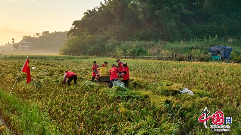 自贡沿滩：红马甲“秋收突击队”助力困难群众收割稻谷