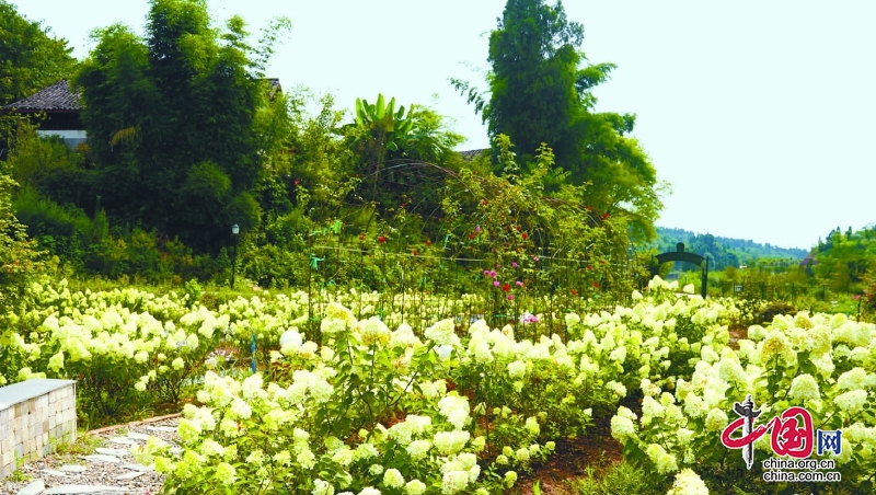 嘉陵区大通镇天笙寨景区：绣球花开引客来