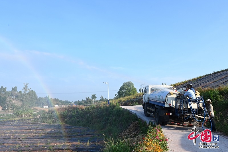 四川內(nèi)江：天冬基地抗旱忙