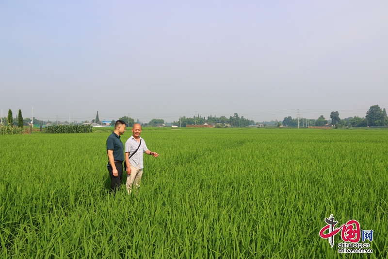 抗高温、保灌溉！ 什邡25万亩水稻谷穗沉甸甸