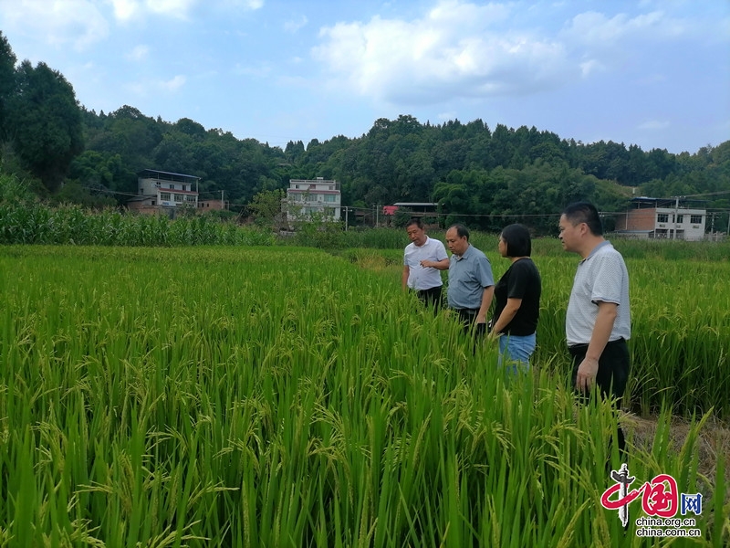 高溫少雨！ 産糧大縣中江竭力“止渴”