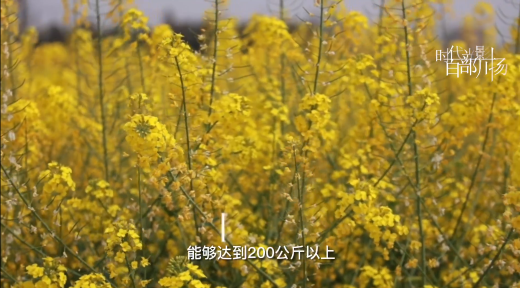 時代光影 百部川揚|《李浩杰與油菜花》