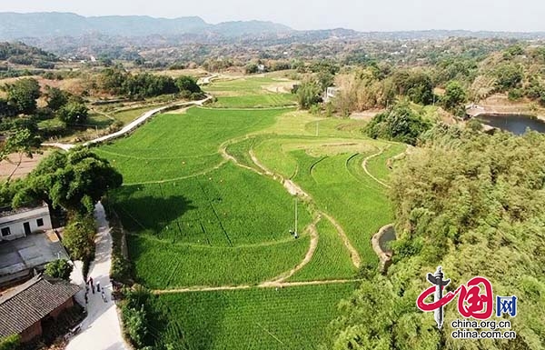 當再生稻揚花灌漿期遇上40℃高溫天氣，合江農技戰士這麼幹！