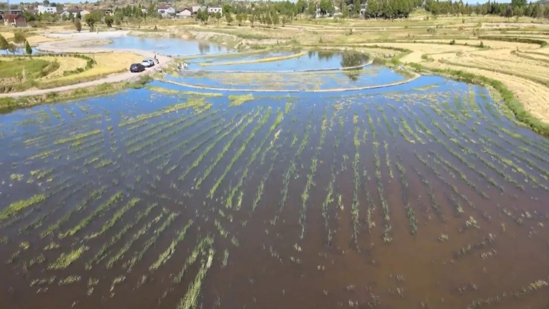 前锋区：“稻鱼共生”绿色生态种养模式助力“双丰收”