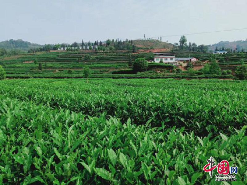 沐川县：“党建+”助推茶产业高质量发展