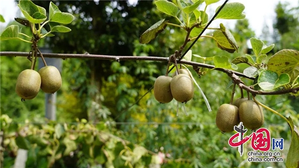 蘆山：鮮果飄香迎豐收 獼猴桃採摘正當時
