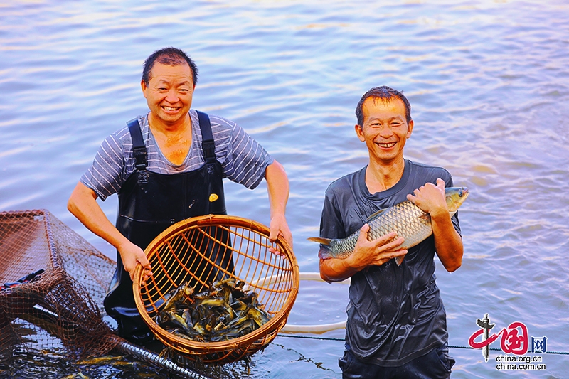 自贡贡井：年年有“鱼”笑开颜 村民捕鱼享丰收