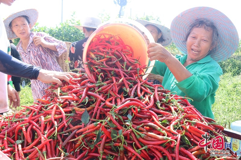 宜賓翠屏：初秋蔬果“正當紅” “紅火産業”助豐收