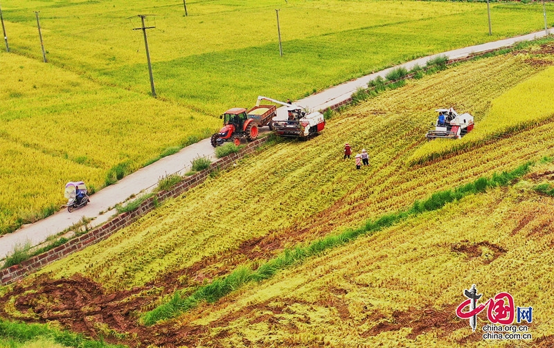  四川中江42万亩水稻喜获丰收