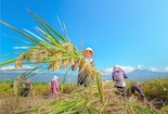 米易：连续两年平均亩产超1000公斤！袁隆平第三代杂交水稻测产