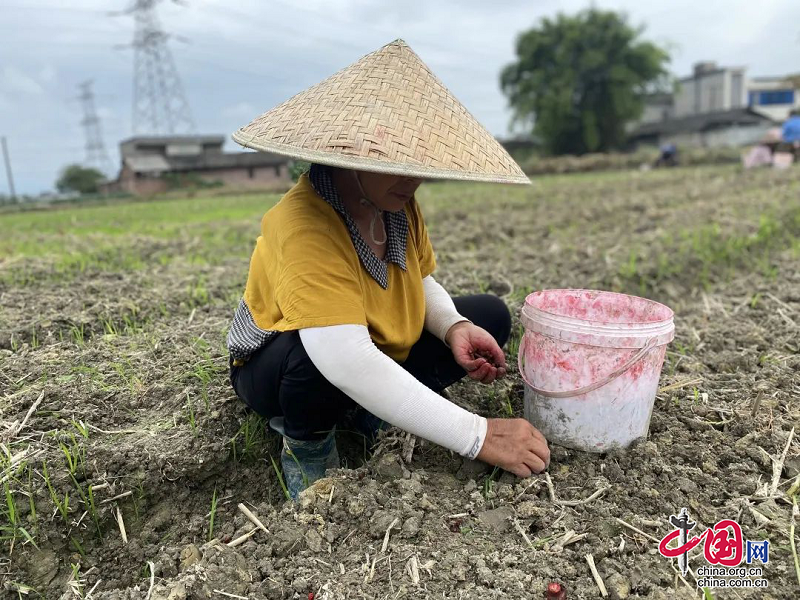 峨眉山市：探索種植新模式，“稻藥輪作”鼓腰包