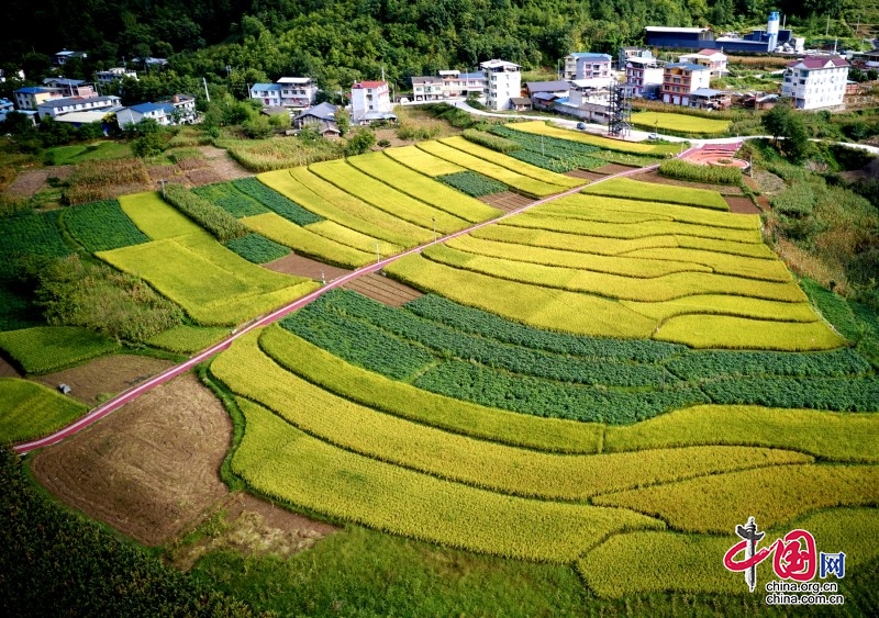 绵阳平武：风吹稻浪稻花香金色田园“丰”景好