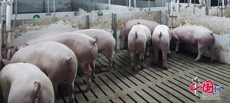 自贡大安：全力保障生猪稳定供给