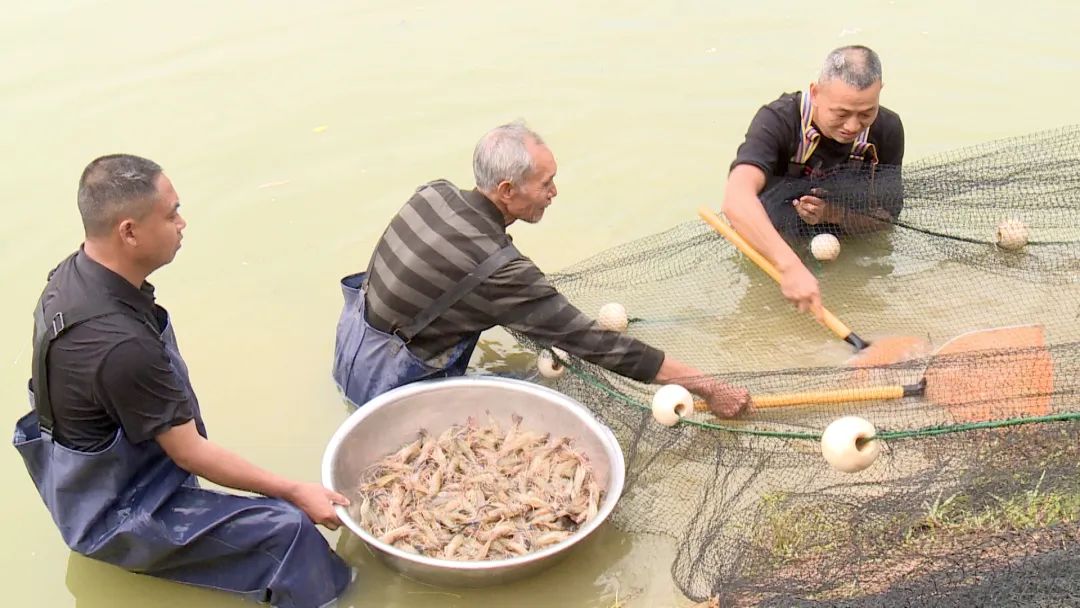 邻水：新型稻渔种养  促“渔”粮双丰收