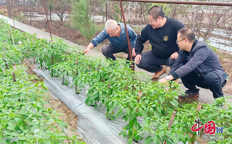 自贡市贡井区龙潭镇：抢抓秋菜生产 力保“菜篮子”供应