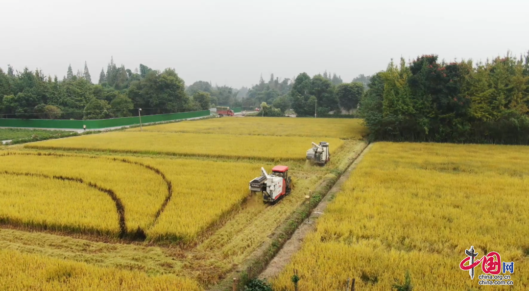 金秋十月，悦见郫都好“丰”景