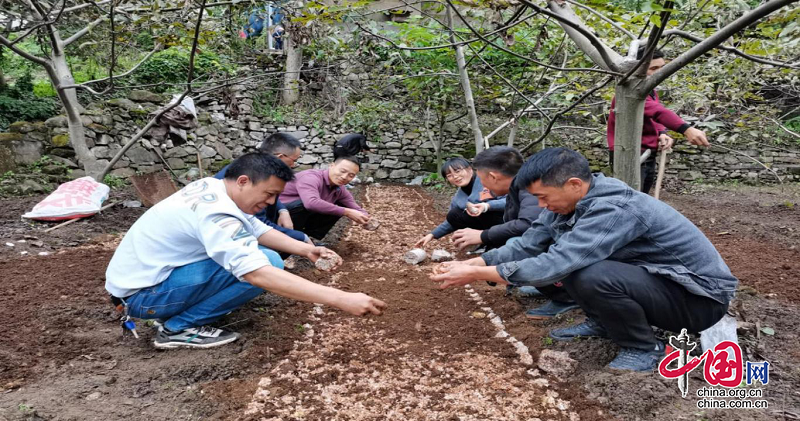 金口河區共安彝族鄉：“小”菌種 “大”力量 托起鄉村振興新希望 