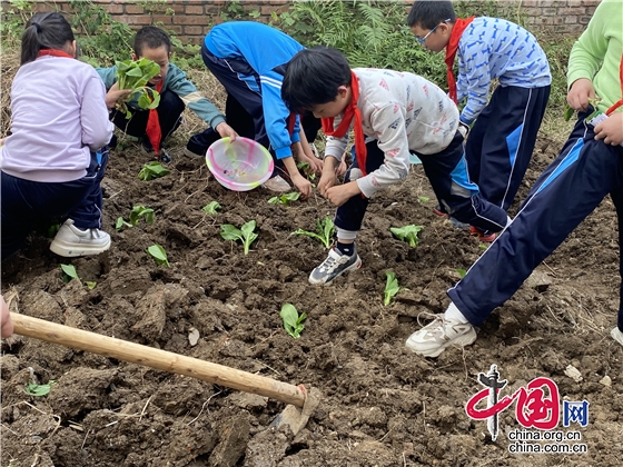 绵阳市永胜小学开展劳动实践主题活动