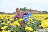 內江市東興區：深秋時節菊花黃