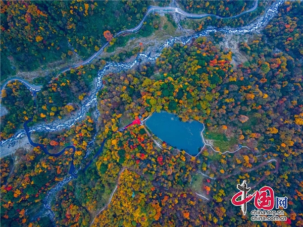 紅葉流丹燦若霞 層林盡染秋意濃