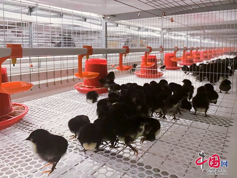 自贡市大安区第四代笼养式鸡棚建成投产
