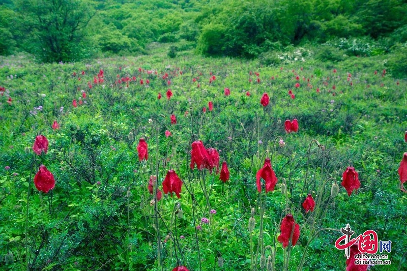 紅花綠絨蒿：高原上的夢幻之花