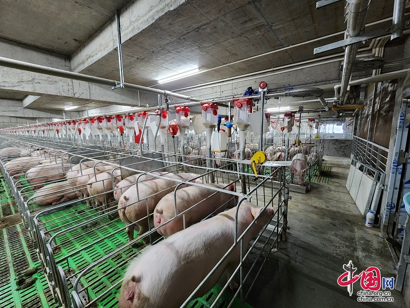 峨边县：科技赋能“楼房式”养猪场预计年产优质仔猪8万头