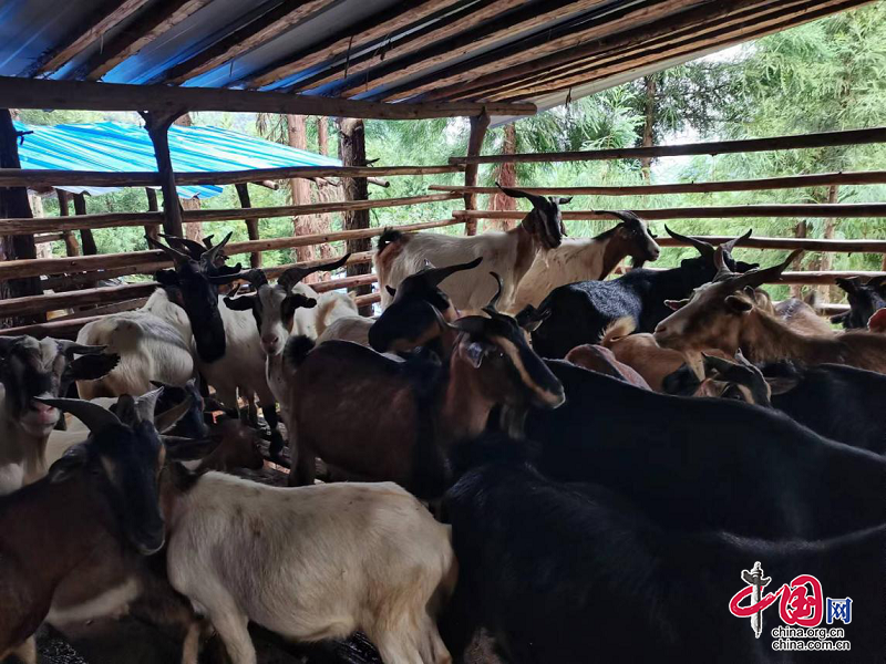 马边县大竹堡乡：养好致富羊，拓展群众增收路