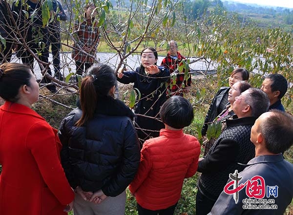 瀘州龍馬潭：田間地頭宣講忙 技術指導助增收