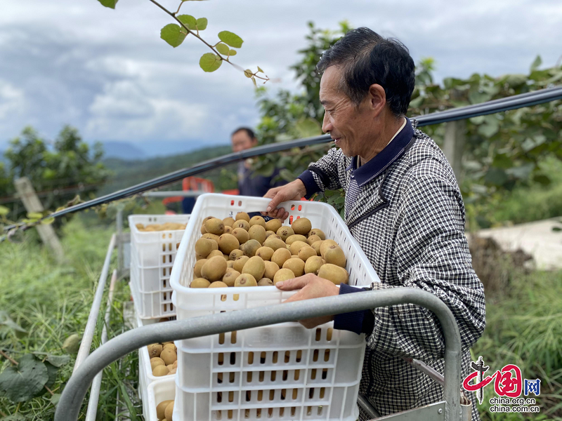 峨眉山市對口幫扶馬邊工作隊：抓住發展關鍵 馬邊獼猴桃園區穩産增收