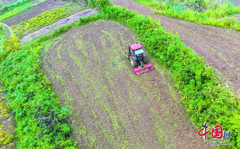 嘉陵區搶抓農時種小麥 全區預計種植21.5萬畝