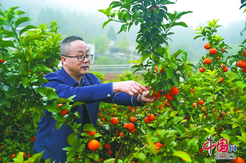 柑橘大量上市果農銷售不愁