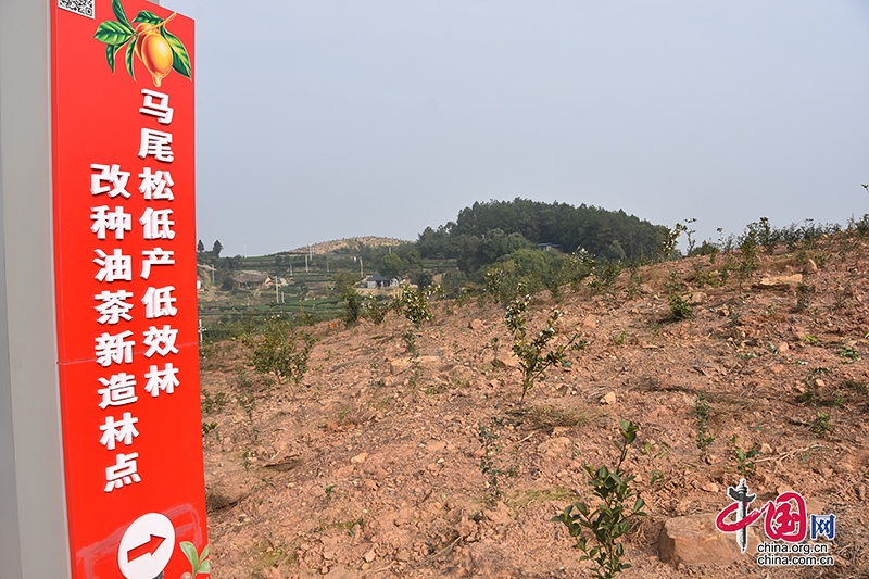 自贡市荣县全力打造油茶规模增长极