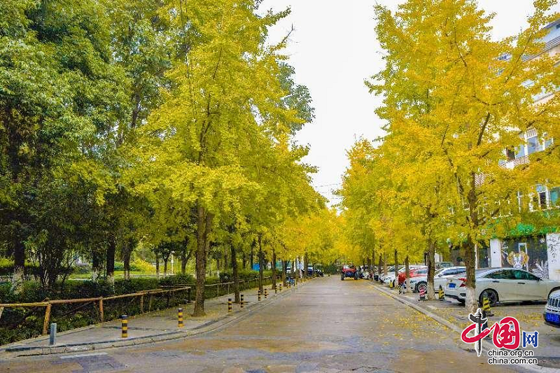 成都市成华区：银杏染初冬，延迟清扫留住最美的冬！