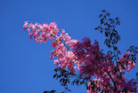 冬日里的“攀枝花蓝”，你爱了吗？