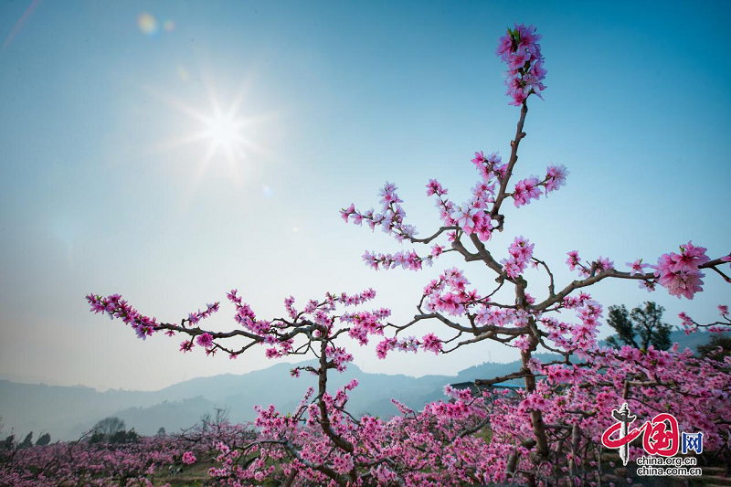 为了心中桃花源：成都龙泉驿桃源村“蝶变”记