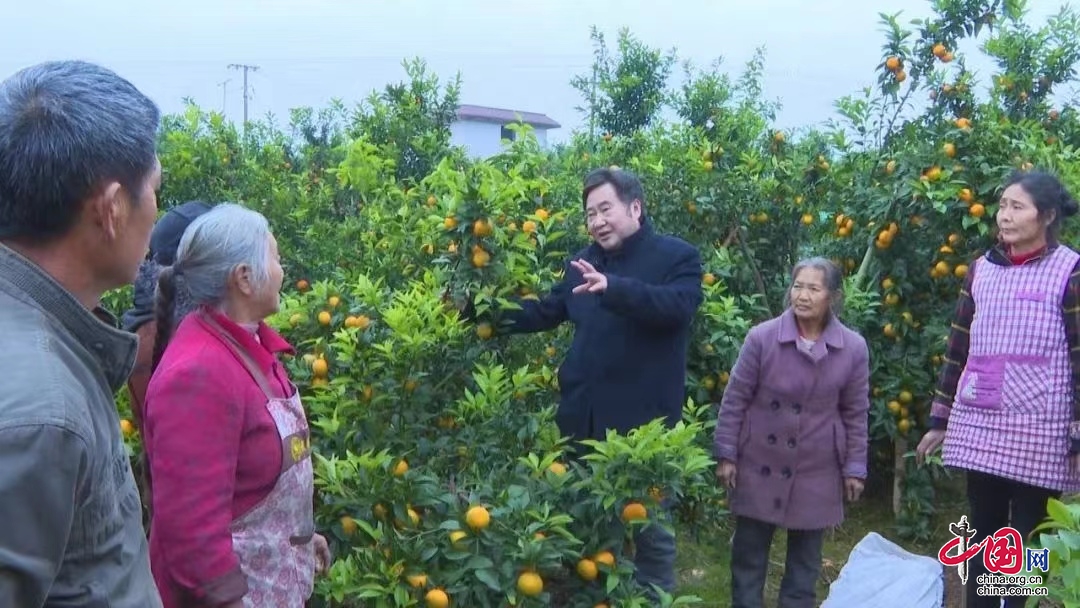 武胜县：给晚熟柑桔穿“外套” 确保顺利越冬