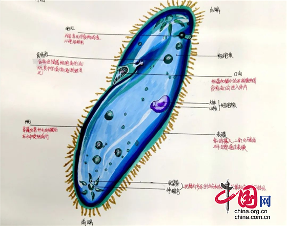 江油市長城實驗學校舉行第七屆校園科技節“生物手工繪圖”大賽