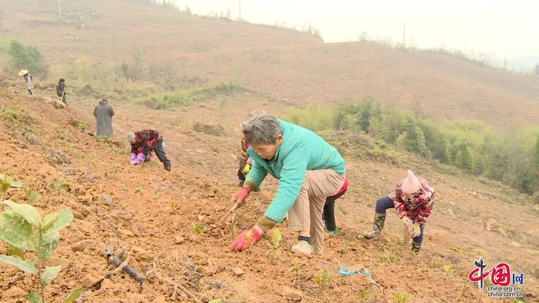 【党的二十大精神在基层】邻水县：抢农时种植茶苗 扩规模助农增收