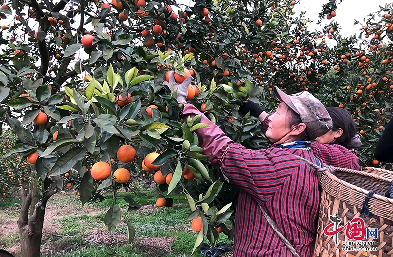 自貢：血橙產業描繪鄉村振興宏偉藍圖 黨建引領集體經濟為民增收致富