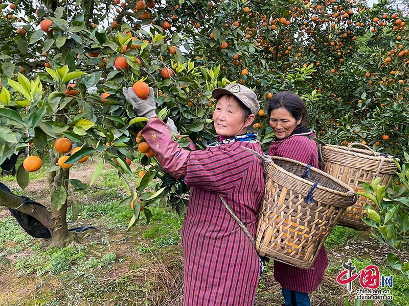 全国客商每天“挤”在村民果园里选果 四川贡井白庙塔罗科血橙年产千万斤不愁销