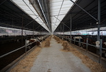 内江市市中区全力推动肉牛产业高质量发展
