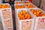 20天卖出600多万斤血橙！资中这个村怎么做到的？