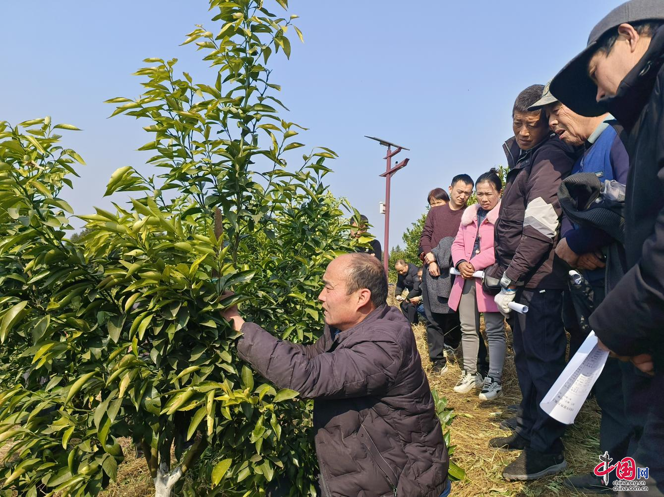 剑阁县东宝镇：果园管护正当时，提质增效促增收