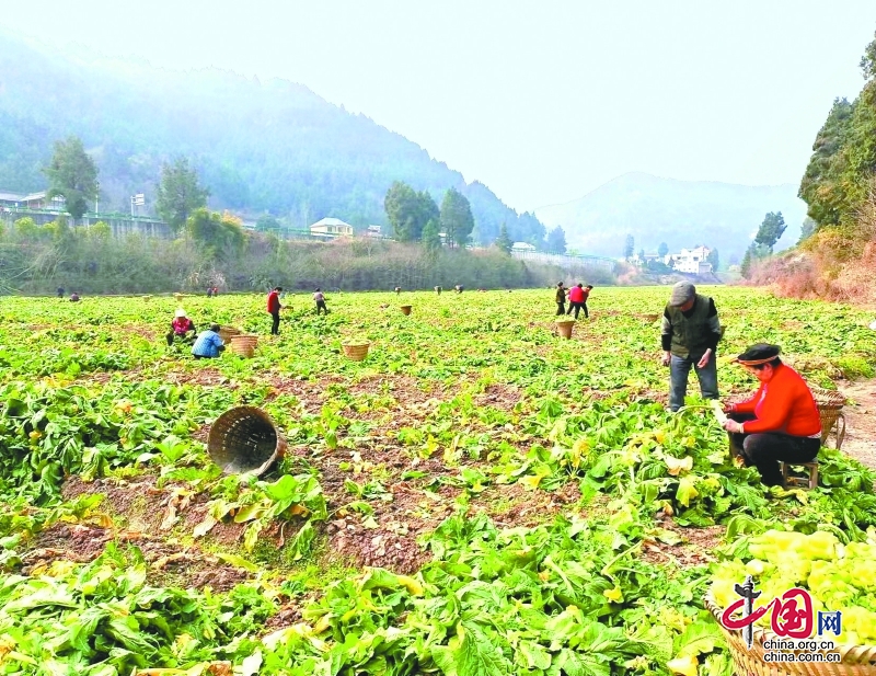 四川南部：大頭菜豐收 村民腰包鼓