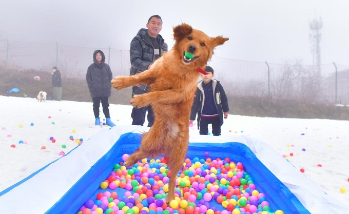 2023西岭雪山宠游记如期而至 近千位游客带宠物雪山狂欢