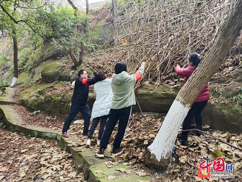 自贡市自流井区：防患于未“燃” 筑牢山林安全“防火墙”