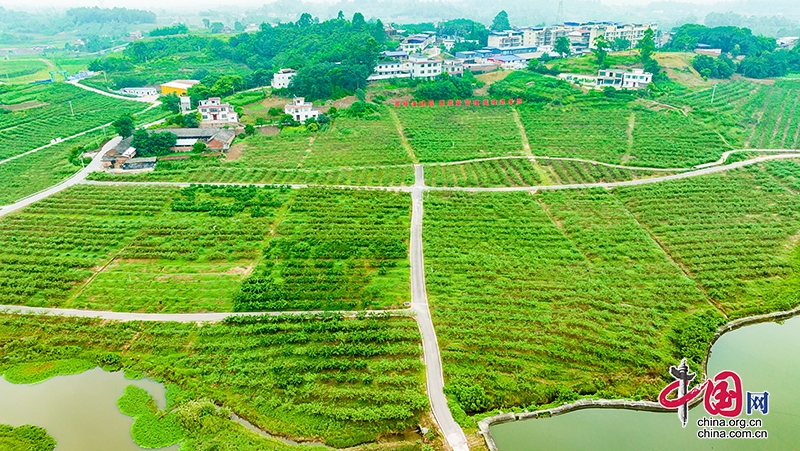 自贡市沿滩区花椒大豆现代农业园区被命名为省三星级现代农业园区