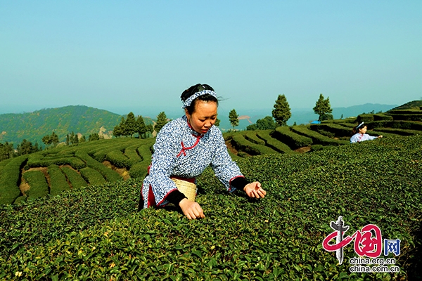 瀘州納溪：“一葉”成“一業”以茶致富因茶興業