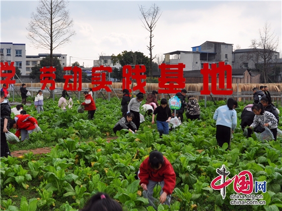 實踐出真知 收穫快樂多 綿陽市桑棗小學持續開展勞動實踐教育